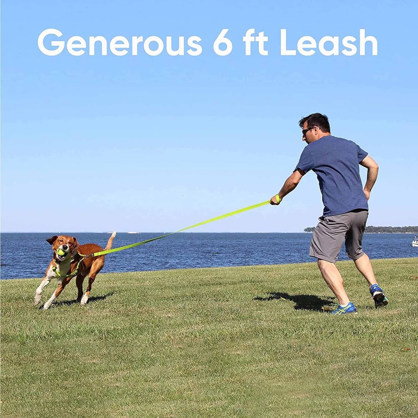 6 FT Solid Color Body Leash For Dogs All Sizes