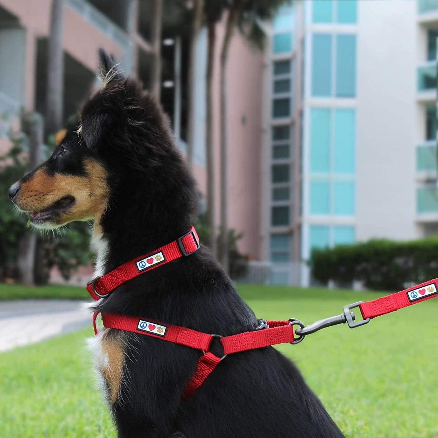 6 FT Solid Color Body Leash For Dogs All Sizes